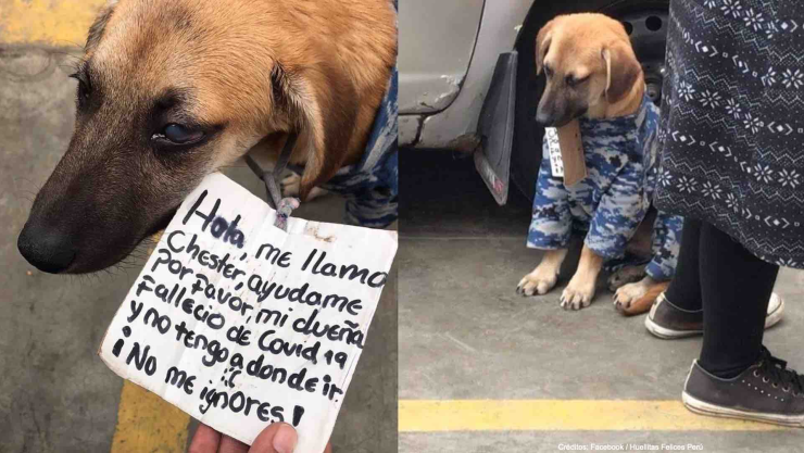 perro chester adopción dueña muere covid-19.jpg