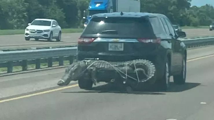 Caimán camarrado a camioneta.jpg