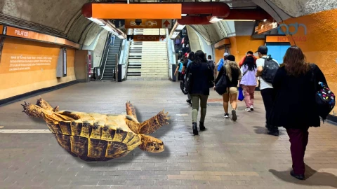 Animales exóticos en Metro CDMX