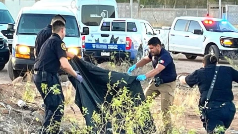 Perros atrapados en chapopote