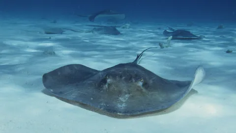 Imagen ilustrativa de una mantarraya. Imagen: Wikimedia Commons