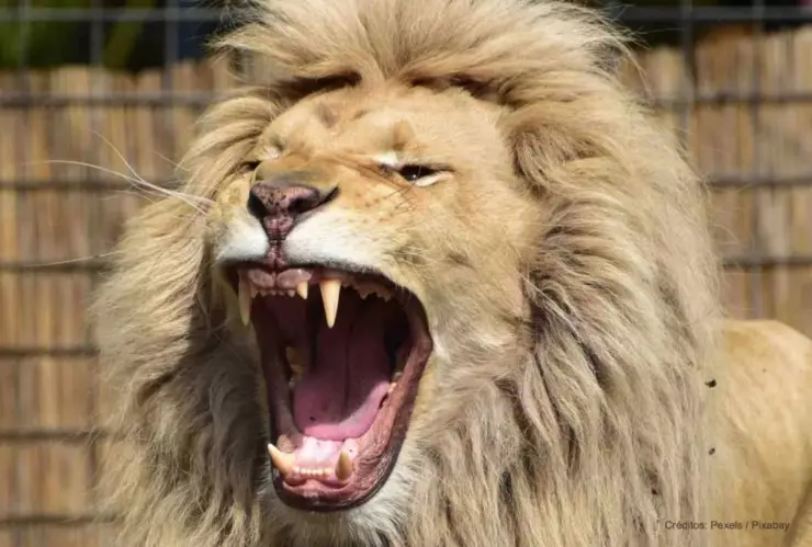 León ataca a mujer en la cabeza, filtran VIDEO del momento y genera conmoción