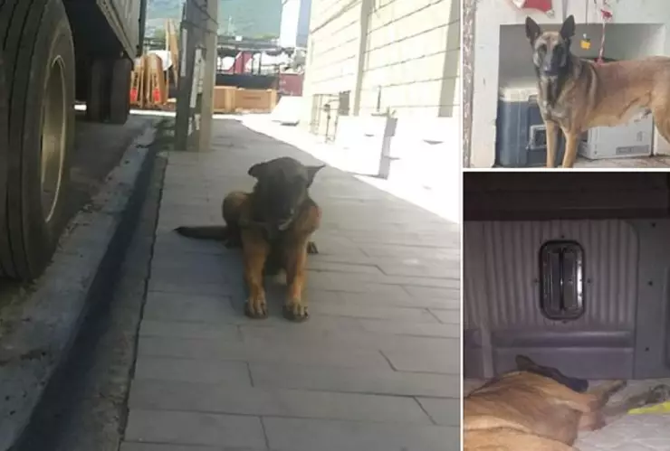 Trailero busca a su perro desaparecido en Apodaca