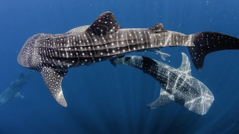 Día Internacional del Tiburón Ballena