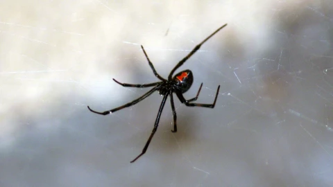 Así luce una araña viuda negra