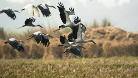 Animales que perciben terremotos