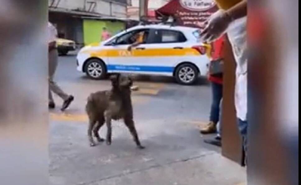 Así es como Perrito callejero se gana ‘el pan’ de cada día