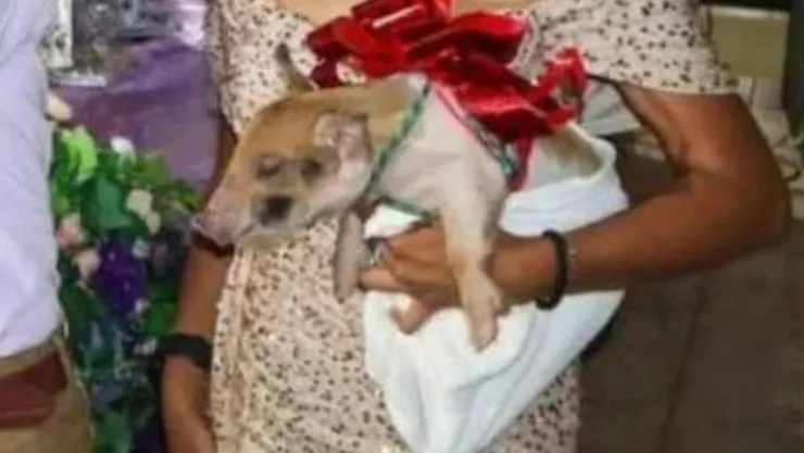 Cerdito como obsequio de graduación