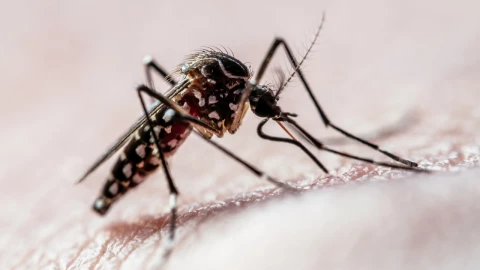 Así funciona el plan mundial que pretende acabar con el dengue