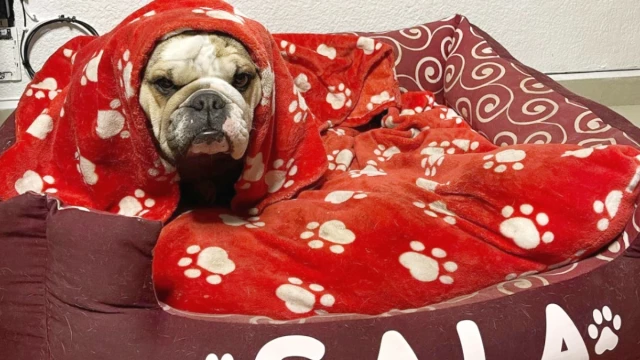  La ciencia comprueba que los perros nos escucha incluso mientras duermen 