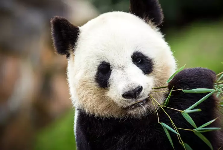 Pandas en México