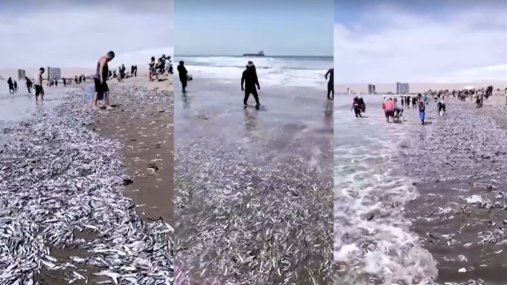 Miles de peces muertos en la costa de Chile