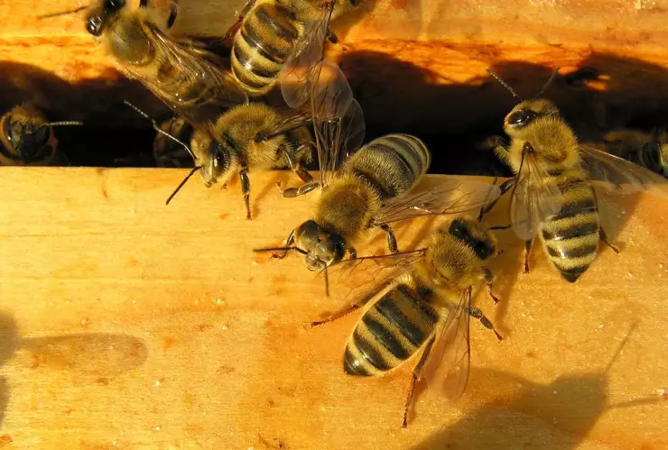 ¿Cuánto vale una miel de buena calidad en México? La Profeco seleccionó sus marcas 100% abeja