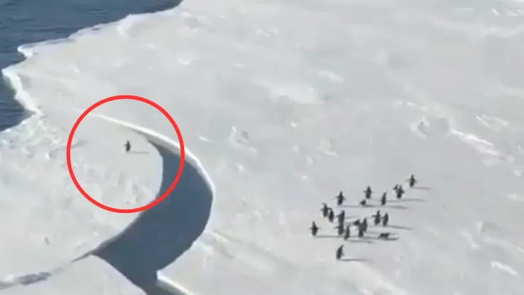 pingüinos