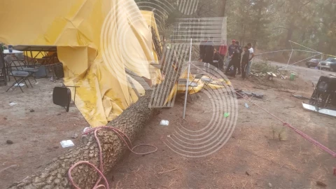Fuertes vientos que corrieron por el municipio de Tetlanohcan, en Tlaxcala, tiraron un árbol.