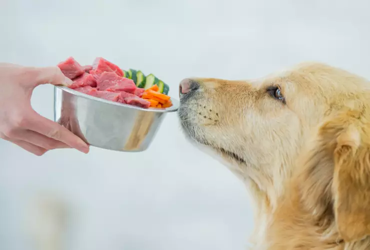 Alerta: El alimento para perros que fue retirado del mercado por bacterias peligrosas
