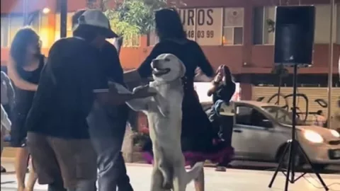 perrito-bailando-sonidero-mexico-video.jpg