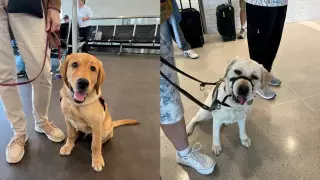 perros-asistencia-eu-3