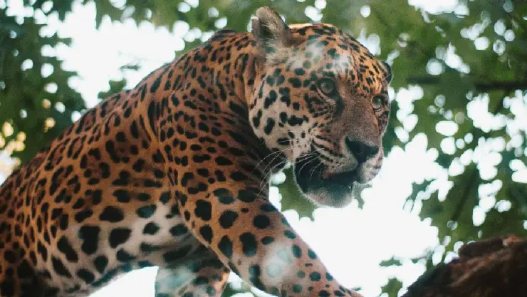 ¡Alarmante! Reportan avistamiento de JAGUAR en fraccionamiento de la Península de Yucatán; esto se sabe