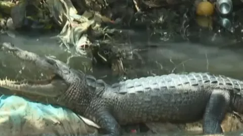 cocodrilos en Veracruz