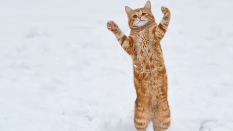 Gatito es criado en una granja con caballos y ahora camina como uno