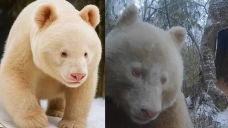 panda albino en China