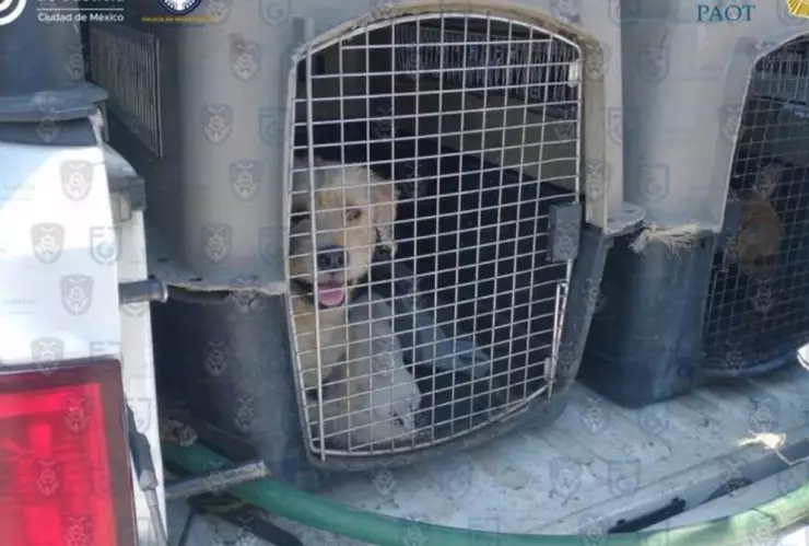 Sentenciado a más de 4 años de prisión por maltrato animaL