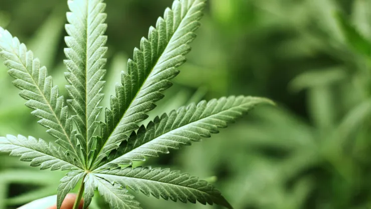 cannabis