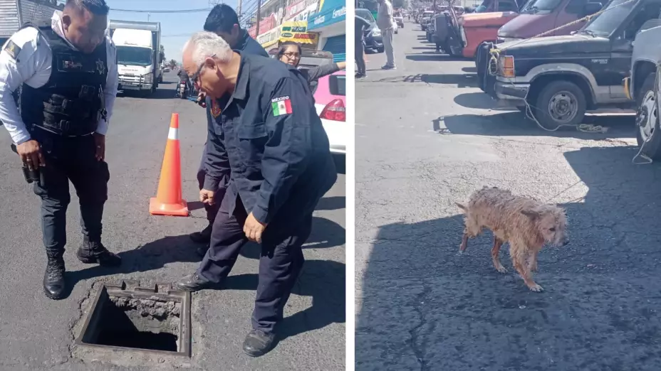 Neza perrito coladera