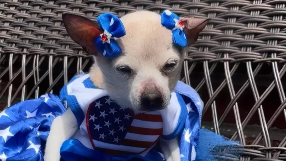 Pebbles, la perrita mas vieja del mundo