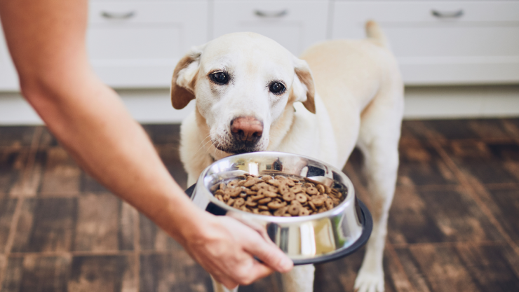 mejor hora alimentar perro