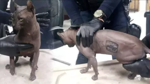 convocatoria para adoptar gato egipcio