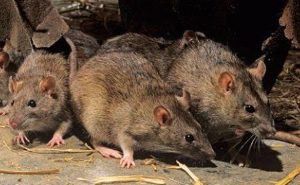 causas de la nueva hepatitis