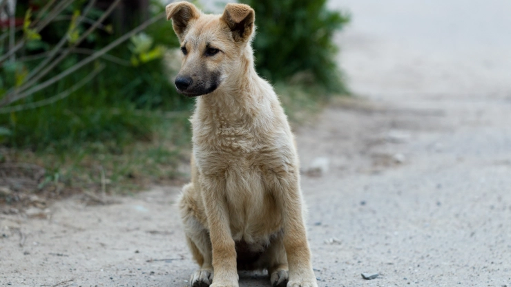 Aumenta de abandono de perros en puerto de Yucatán, huracán Milton