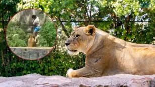  Gerson de Melo, el joven que saltó a la jaula de una leona en Brasil 