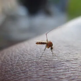 /estilo-de-vida/que-debes-poner-casa-evitar-mosquitos-lluvias