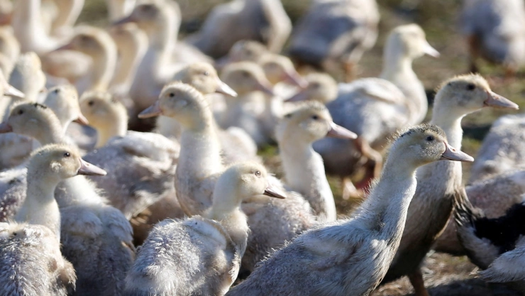 En Hawái detectan gripe aviar en aves
