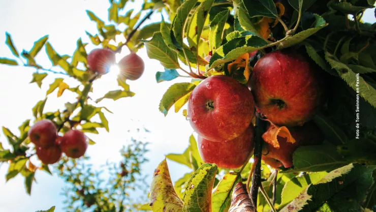 &iquest;Cu&aacute;les son los beneficios de comer manzana todos los d&iacute;as?