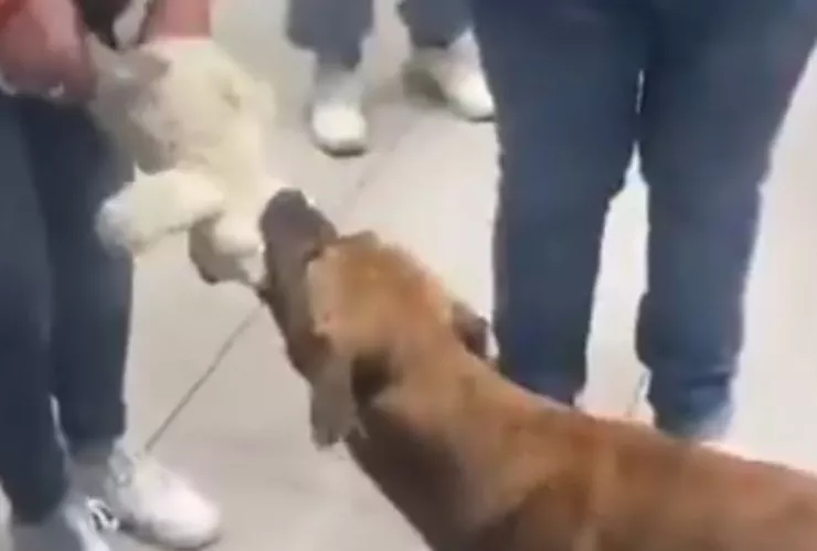 Video muestra cómo personas pagan el peluche que un perrito llevó consigo
