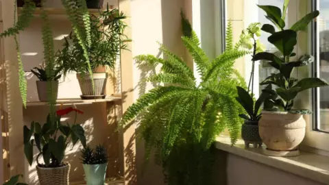 Para el interior de su hogar, estas plantas son perfectas.