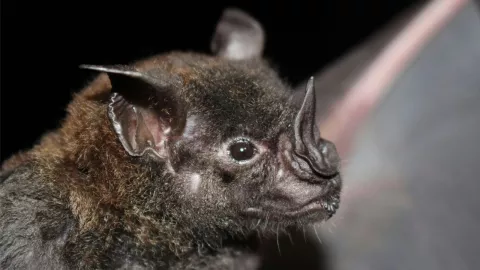 Murciélago en Orange da positivo a rabia; autoridades emiten alerta sanitaria