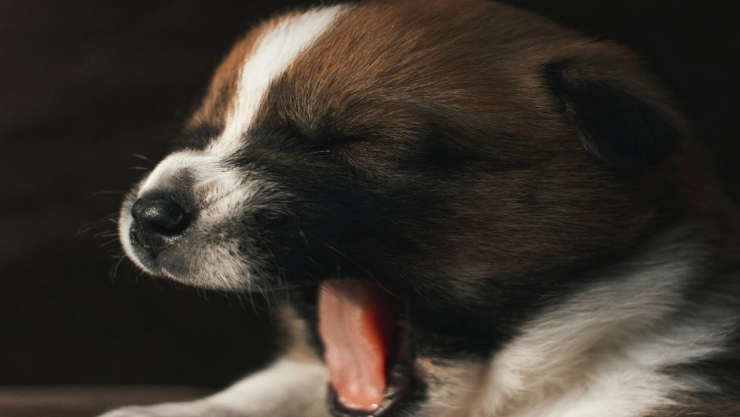 Por-qué-bostezo-mucho-aunque-no-tengo-sueño