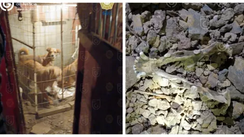 Rescatan a 34 perros, 5 tortugas y un cuyo que vivían hacinados en Xochimilco