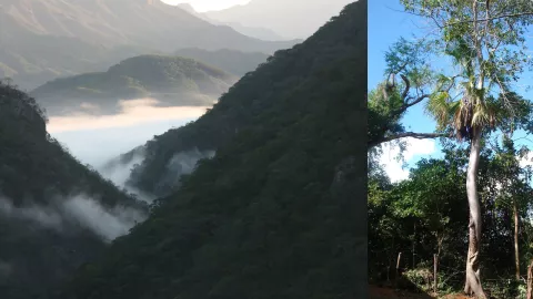 Reserva Ecológica de Cosalá.