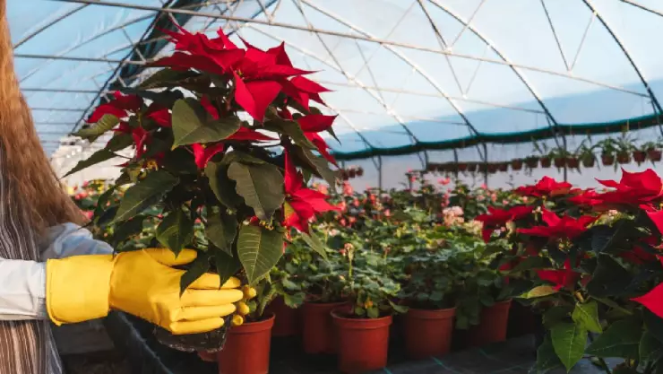 cómo cuidar una nochebuena