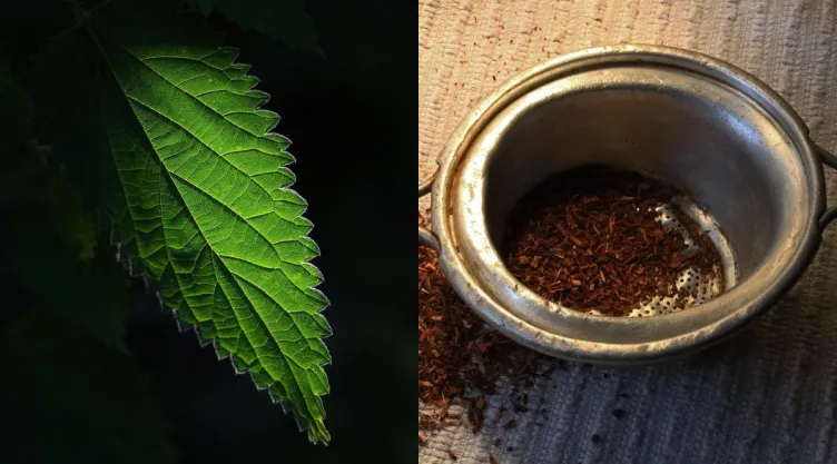 /estilo-de-vida/ortiga-y-rooibos-por-que-recomiendan-para-que-sirven