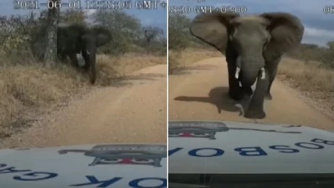 elefante_camioneta_sudafrica