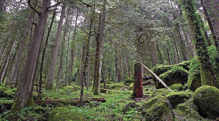 bosques_tierra_nasa