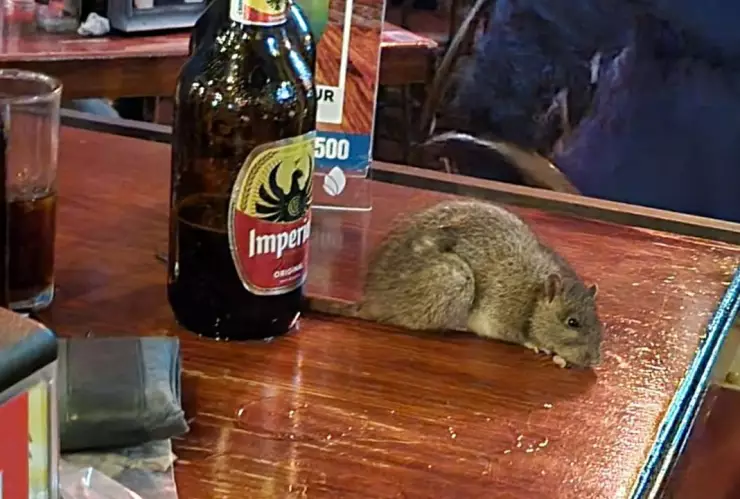 Cae rata en mesa de bar.