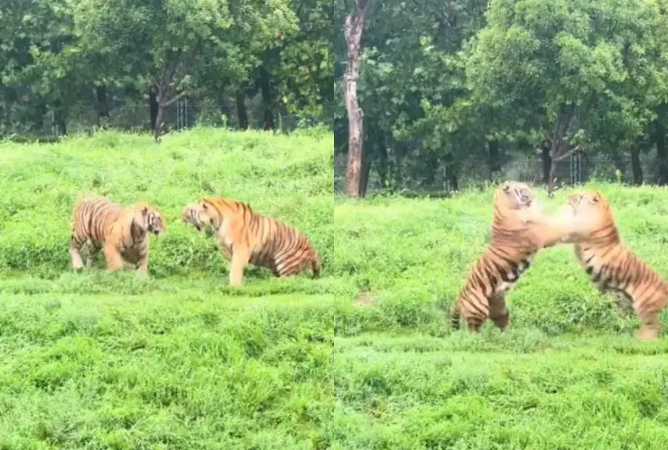 Fuerte VIDEO | Tigres siberianos pelean ferozmente en medio de un zoológico; rugidos ponen a temblar a espectadores